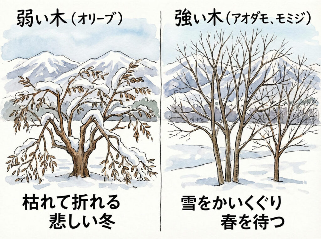 長野の「植栽」選び｜雪や寒さに強い木・弱い木。オリーブはNG？信州の庭で失敗しないための植物図鑑