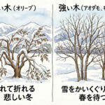 長野の「植栽」選び｜雪や寒さに強い木・弱い木。オリーブはNG？信州の庭で失敗しないための植物図鑑