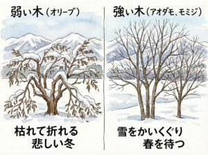 長野の「植栽」選び｜雪や寒さに強い木・弱い木。オリーブはNG？信州の庭で失敗しないための植物図鑑